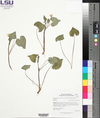 Viola pubescens var. scabriuscula image