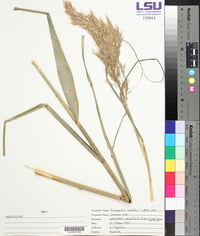 Phragmites australis image