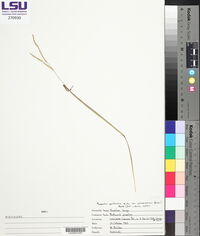 Paspalum setaceum var. stramineum image