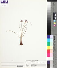 Cyperus rotundus image