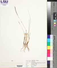 Sporobolus indicus image