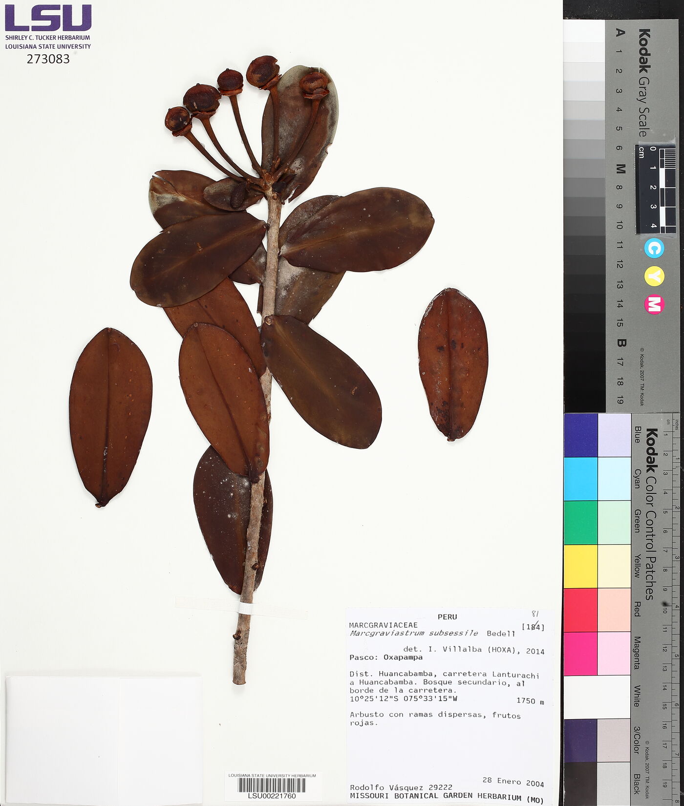 Marcgraviastrum subsessile image