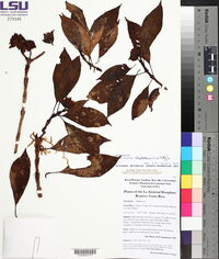 Palicourea skotakii image