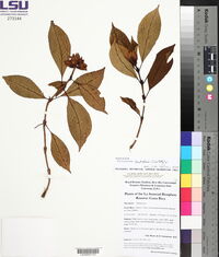 Palicourea skotakii image