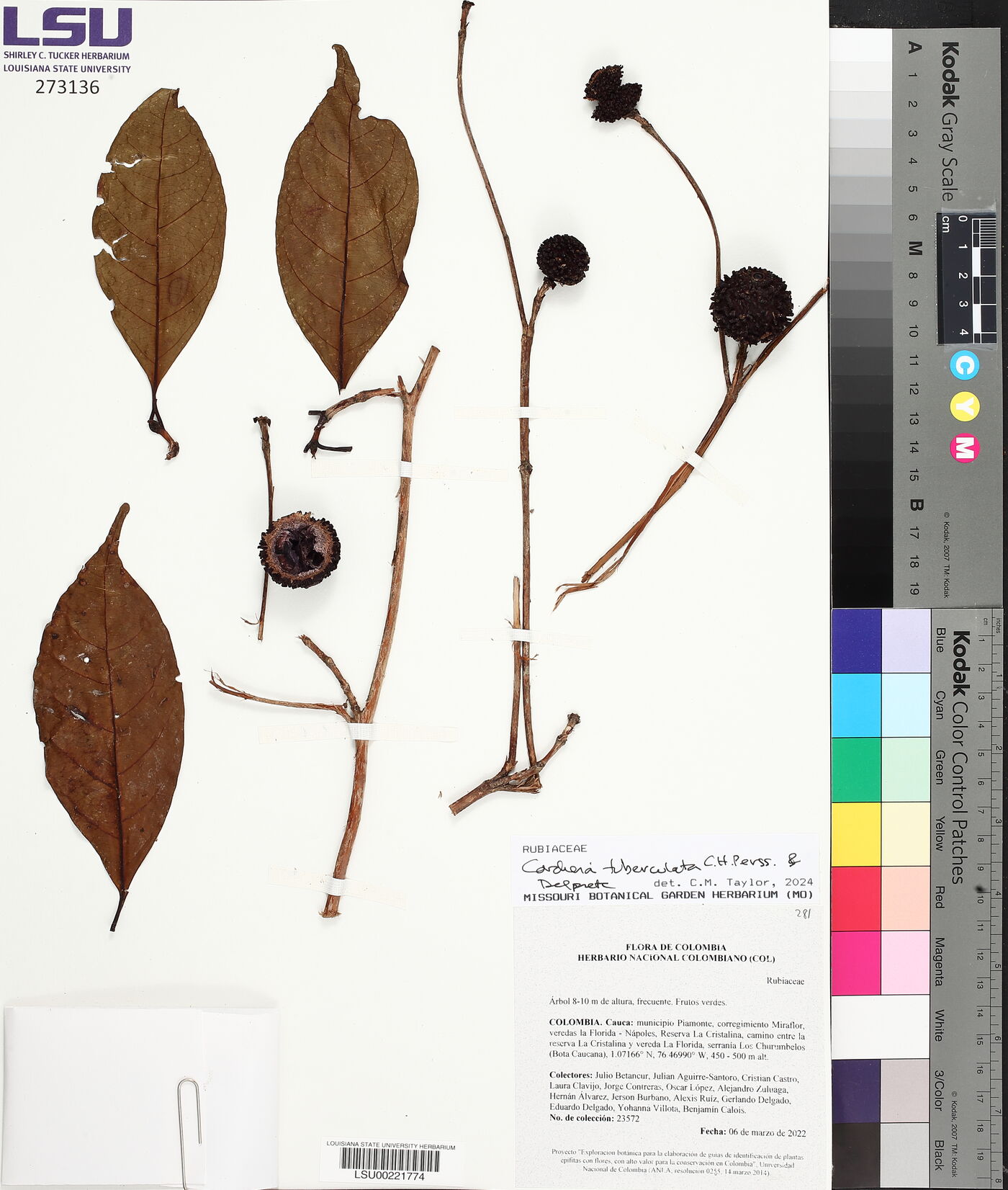 Cordiera tuberculata image