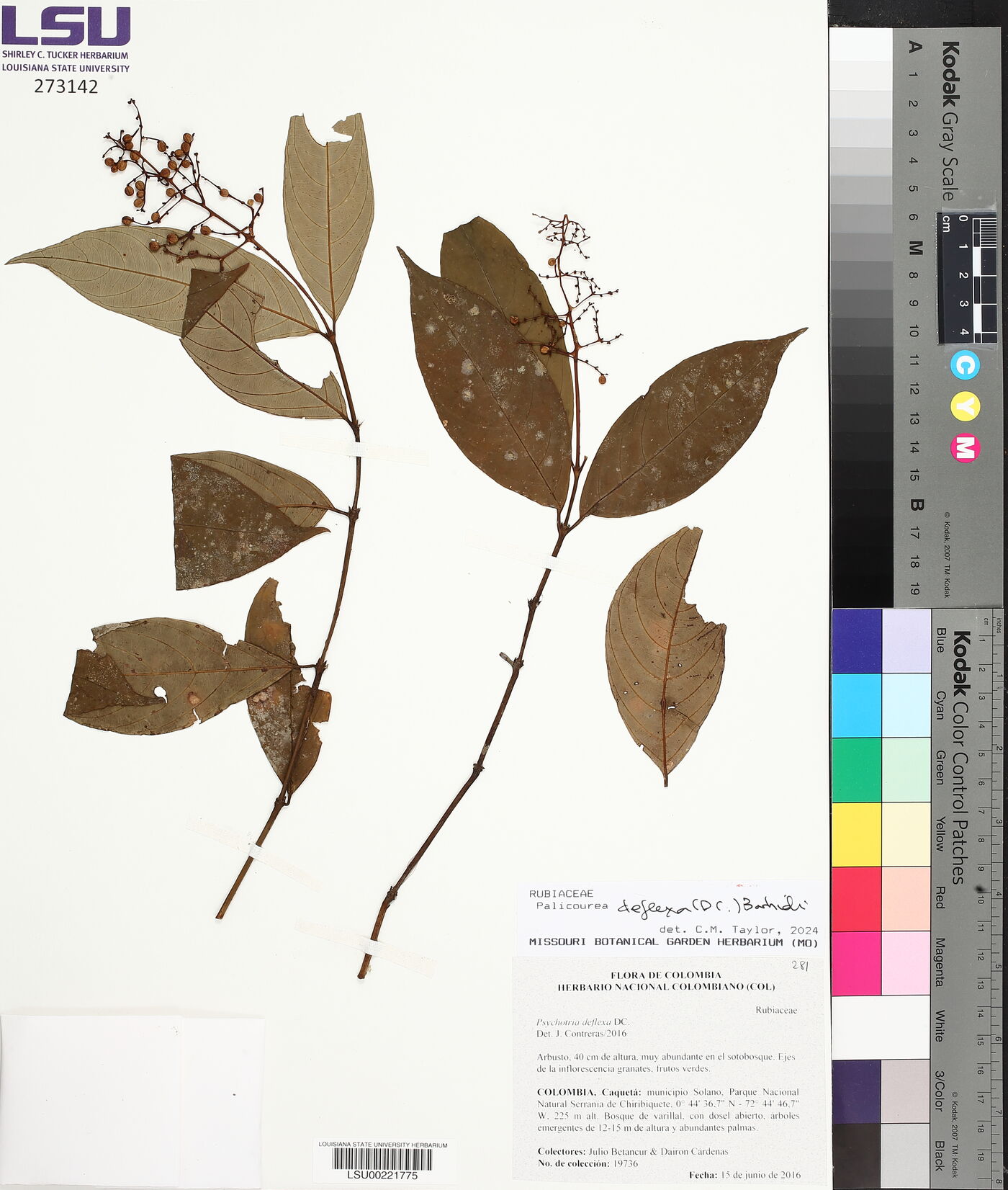 Palicourea deflexa image