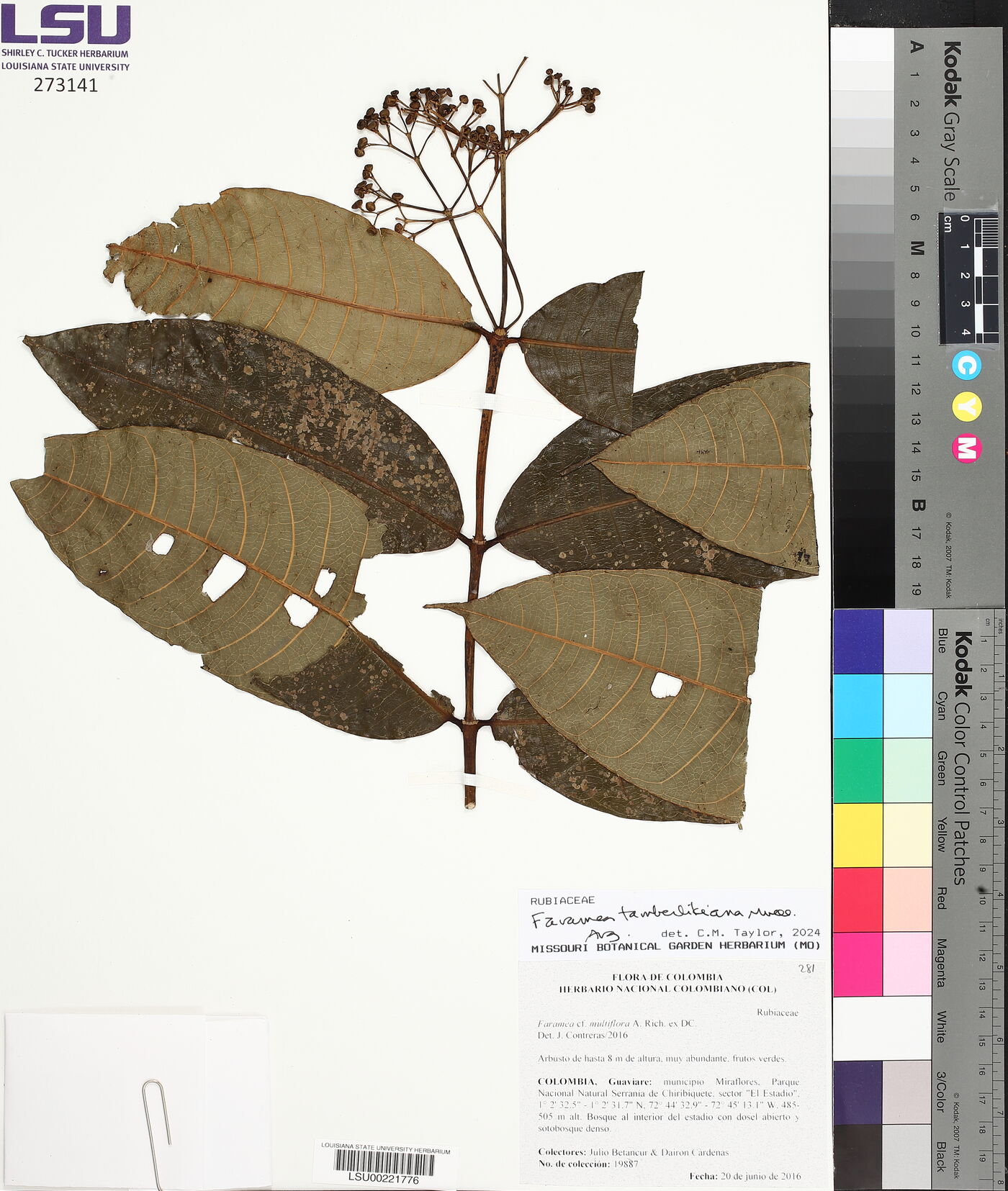 Faramea tamberlikiana image