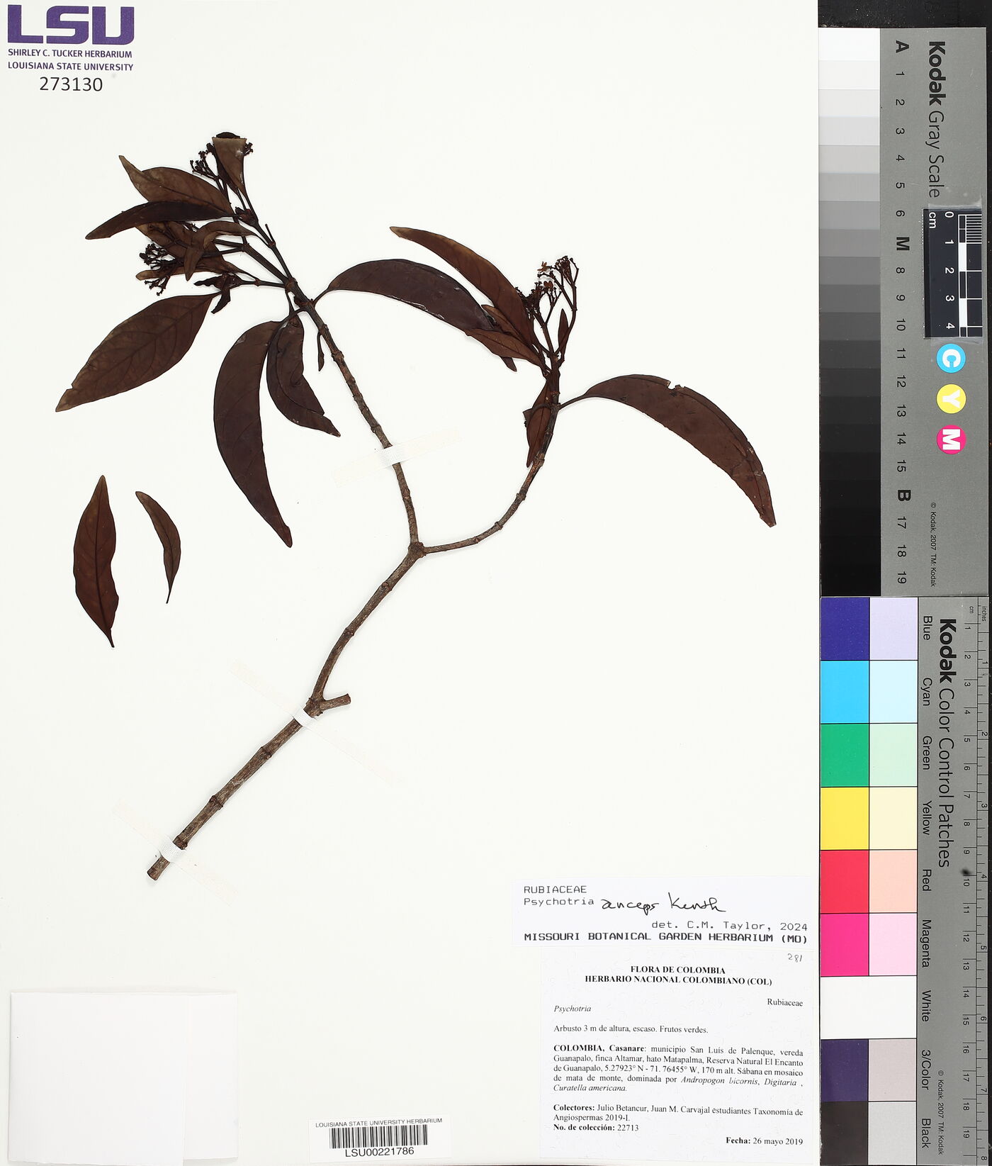 Psychotria anceps image