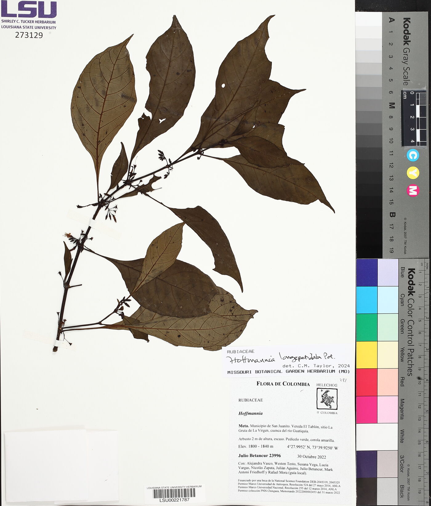 Hoffmannia longepetiolata image