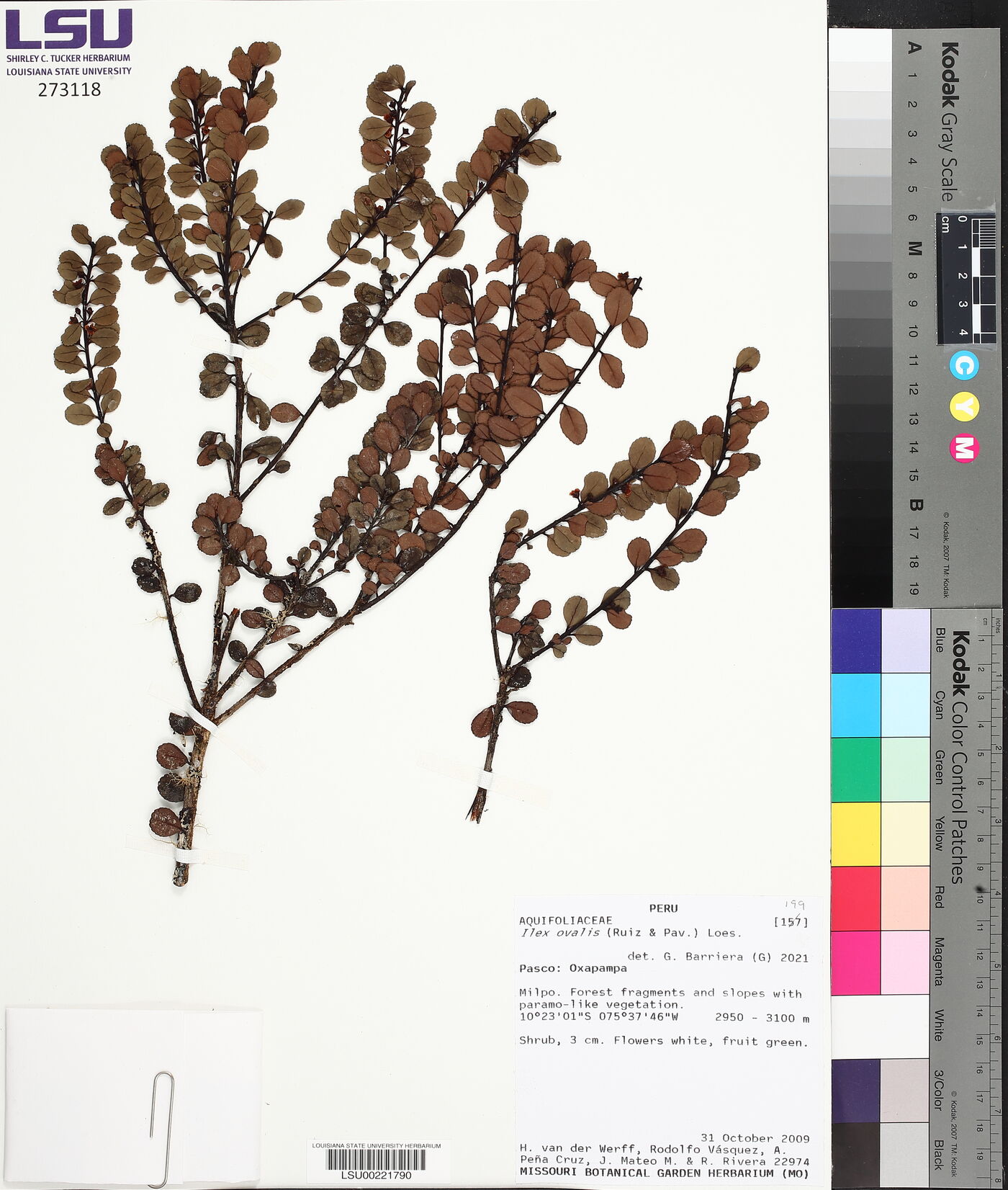 Ilex ovalis image