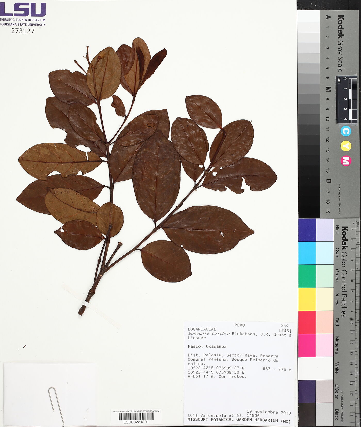 Bonyunia pulchra image