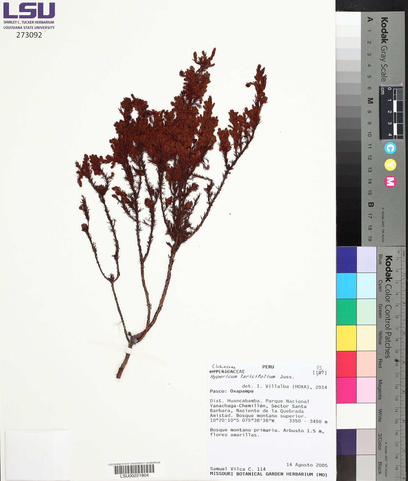 Hypericum laricifolium image