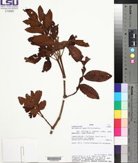 Weinmannia magnifolia image