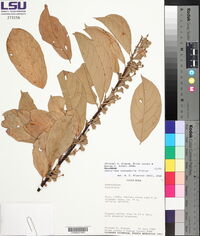 Quararibea stenophylla image