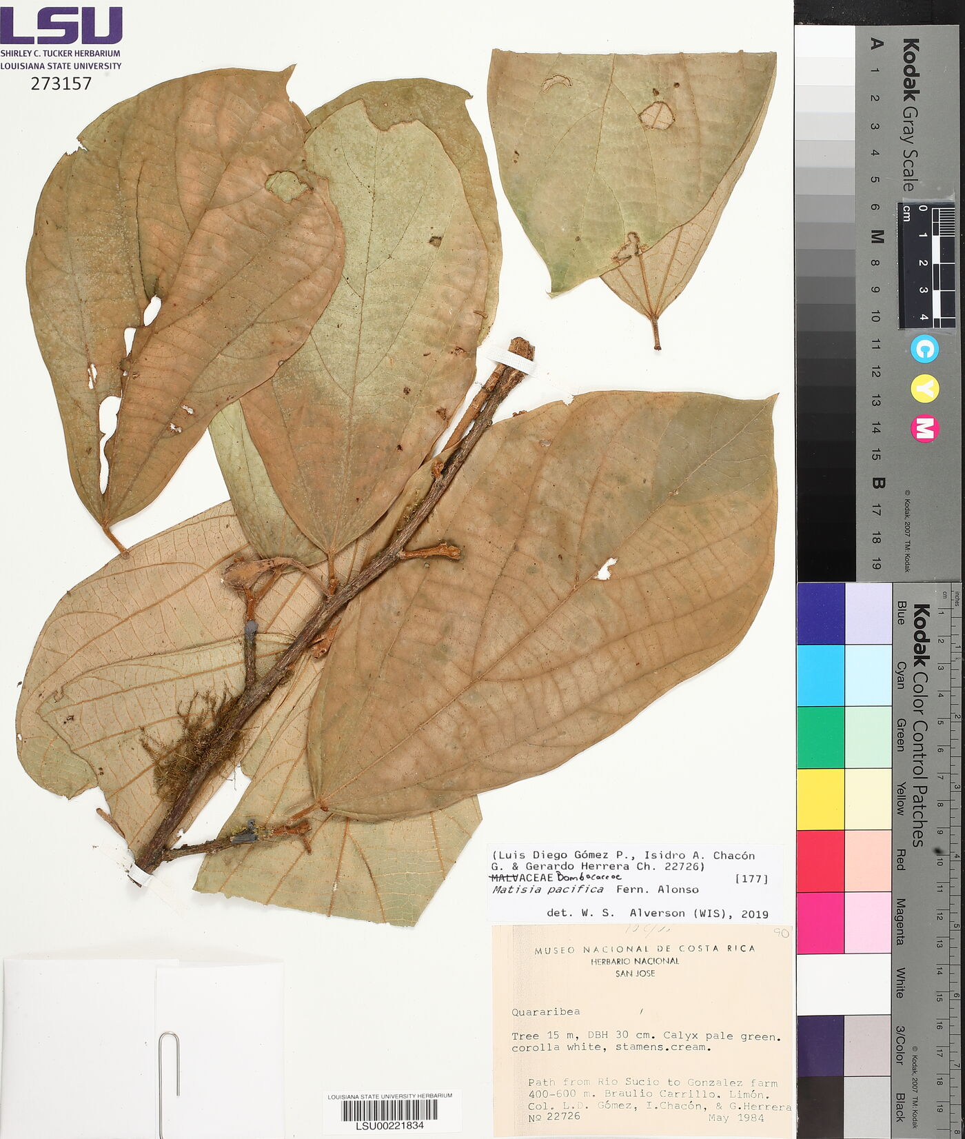 Matisia pacifica image