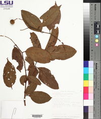 Mortoniodendron anisophyllum image