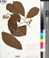 Mortoniodendron anisophyllum image