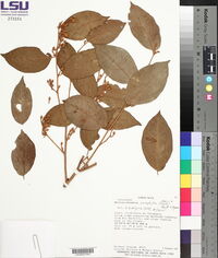 Mortoniodendron anisophyllum image