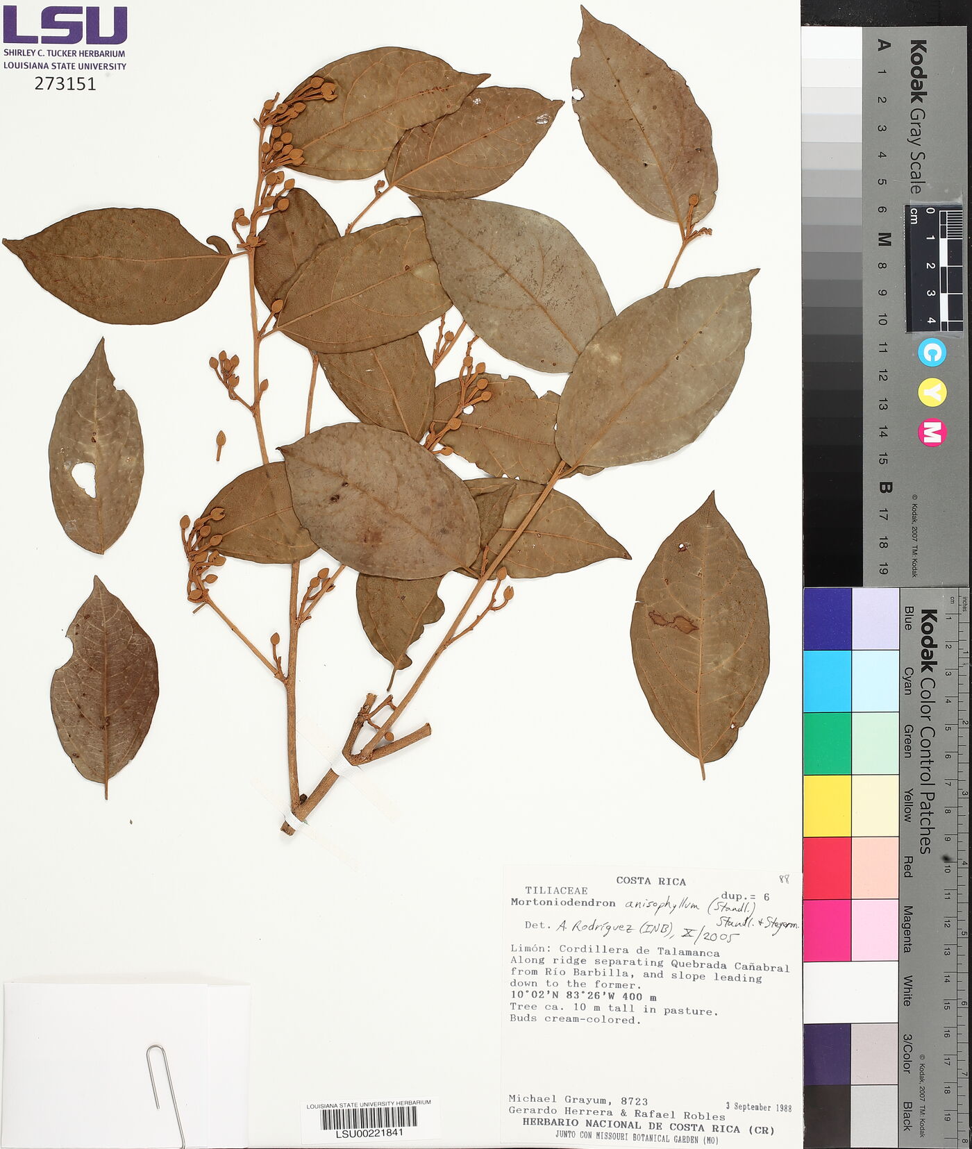 Mortoniodendron image