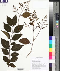 Ligustrum lucidum image