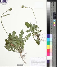 Youngia japonica image