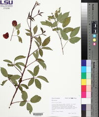 Rubus trivialis image