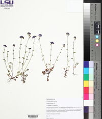 Phacelia glabra image