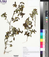 Ilex vomitoria image