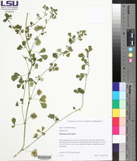 Medicago polymorpha image