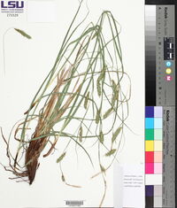 Carex cherokeensis image