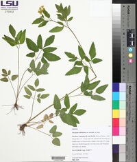 Thaspium trifoliatum var. aureum image