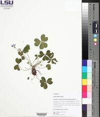 Oxalis debilis image