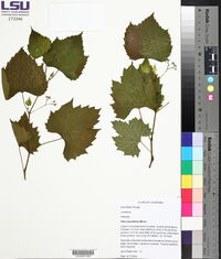 Vitis rotundifolia image