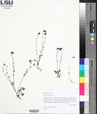 Phacelia glabra image