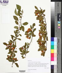 Crataegus brachyacantha image