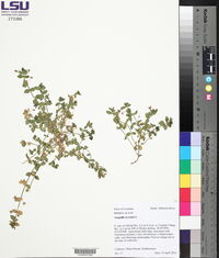 Lysimachia arvensis image