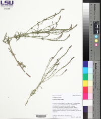 Verbena xutha image