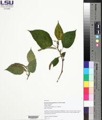 Broussonetia papyrifera image