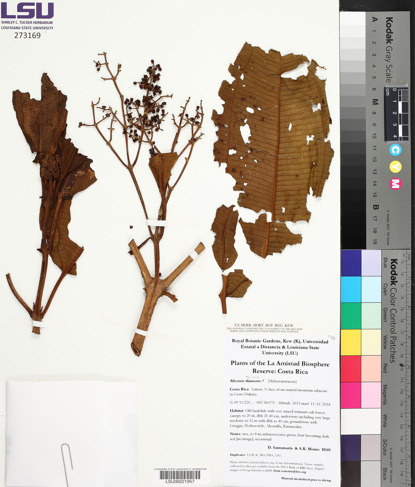 Miconia theizans image