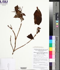 Miconia costaricensis image