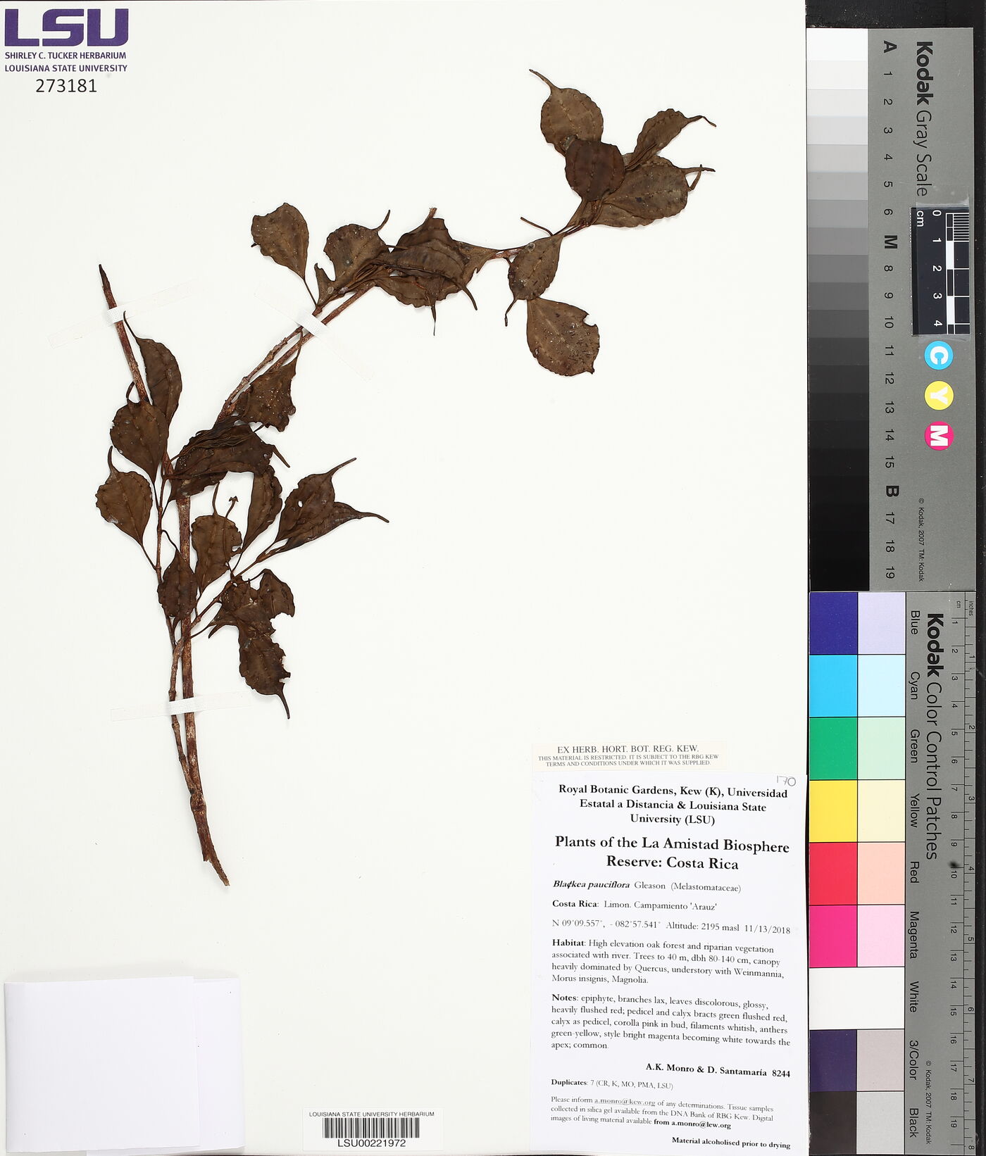 Blakea pauciflora image