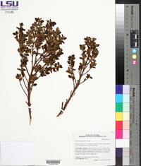 Chaetogastra grossa image