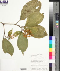 Miconia cremadena image