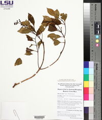 Miconia carnea image