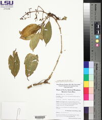 Miconia carnea image