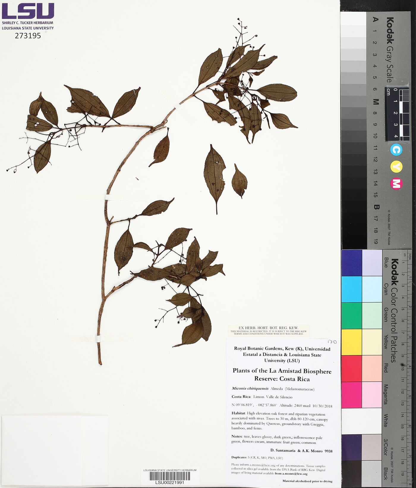 Miconia chiriquiensis image