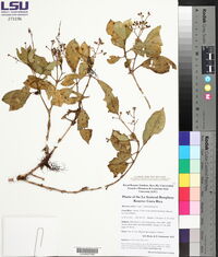 Miconia carnea image