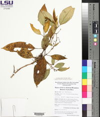 Miconia carnea image