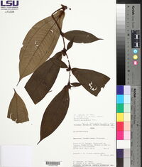 Maieta guianensis image