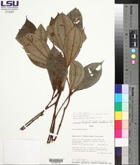 Media resource of Henriettea verrucosa